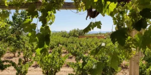 Alkimia Wines