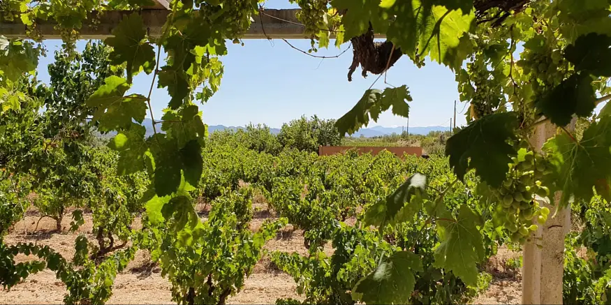 Alkimia Wines, la bodega que planta cara al vino industrial: reciclan el 99,6% de sus residuos 1 Alkimia Wines