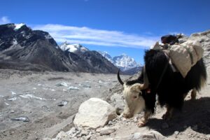 Andes argentinos