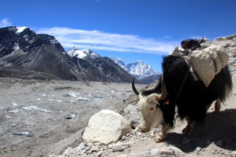 El Malbec de las alturas: cómo los viñedos andinos están transformando el mundo del vino 36 Andes argentinos