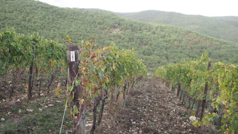 Angela Fronti impulsa el crecimiento de la bodega Istine en Chianti Classico 41 Angela Fronti impulsa el crecimiento de la bodega Istine en