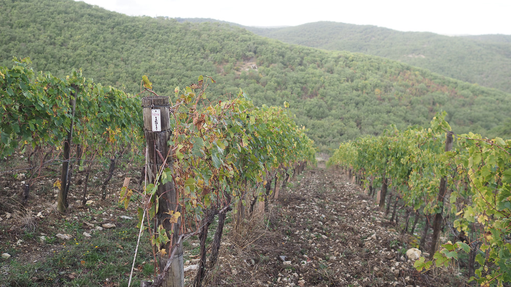 Angela Fronti impulsa el crecimiento de la bodega Istine en Chianti Classico 1 Angela Fronti impulsa el crecimiento de la bodega Istine en