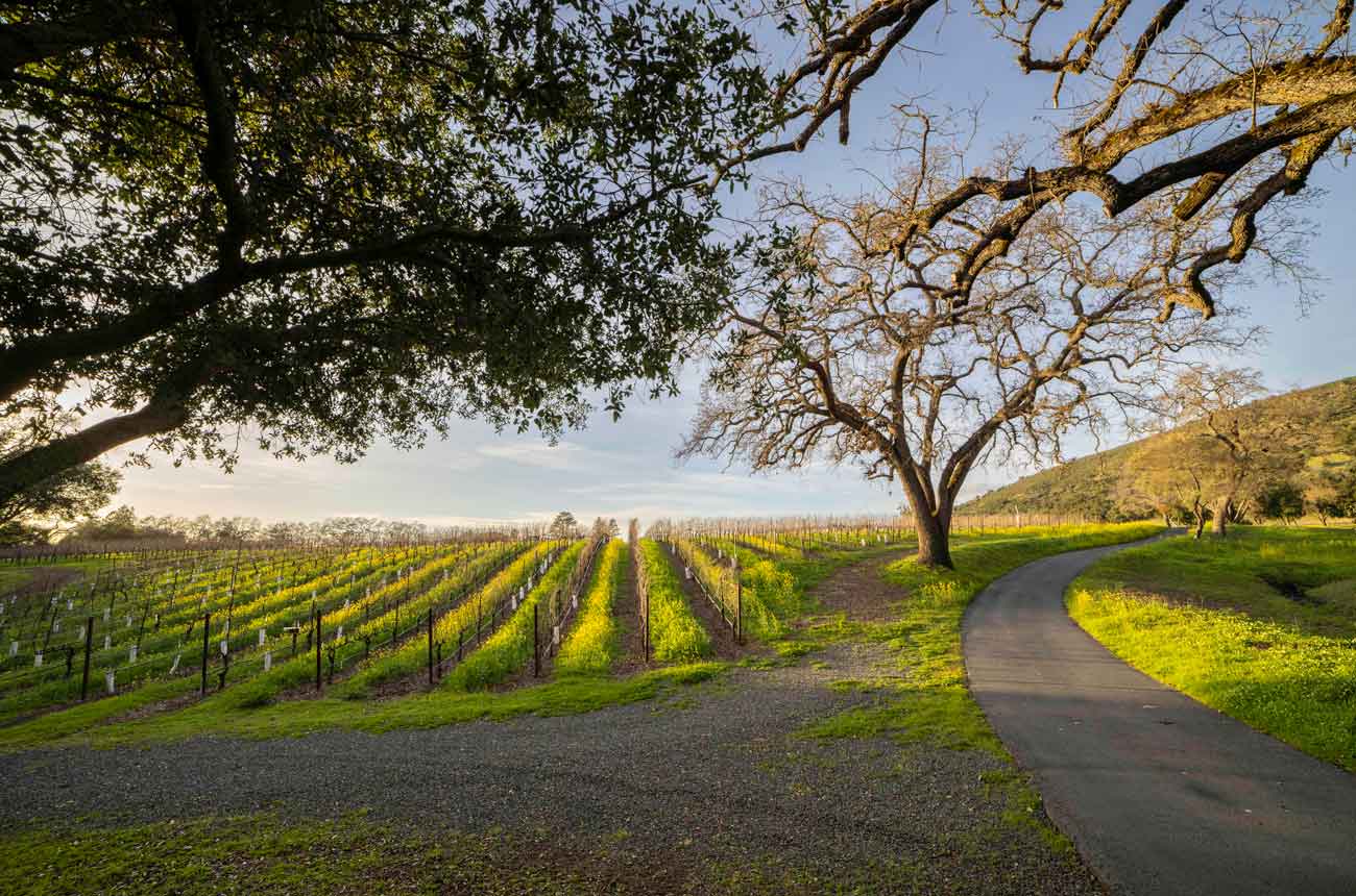 Antinori reagrupa Stag’s Leap Wine Cellars y Arcadia Vineyard en Napa Valley 1 Antinori reagrupa Stags Leap Wine Cellars y Arcadia Vineyard en
