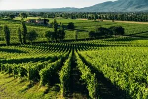 Arnaldo Caprai, líder en calidad e innovación del Sagrantino en Europa