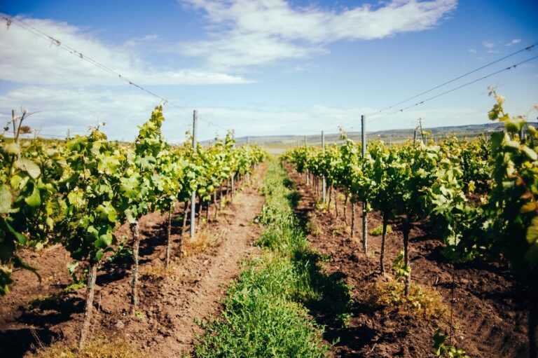 Arrancan los pagos de ayudas a las bodegas de la DO Ribeira Sacra