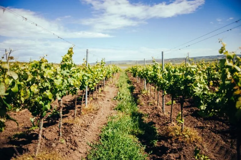 Arrancan los pagos de ayudas a las bodegas de la DO Ribeira Sacra que se acogieron a la destilación de crisis