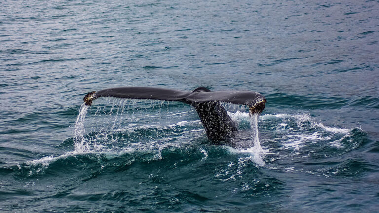 Avistamiento de ballenas en Islandia: El espectáculo más grande de la Tierra que debes ver una vez en la vida 4 Avistamiento de ballenas en Islandia
