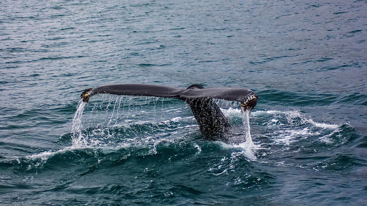 Avistamiento de ballenas en Islandia: El espectáculo más grande de la Tierra que debes ver una vez en la vida 1 Avistamiento de ballenas en Islandia