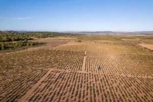 Baja producción pero alta calidad en vinos de Jumilla tras sequía severa 12 Baja produccion pero alta calidad en vinos de Jumilla tras