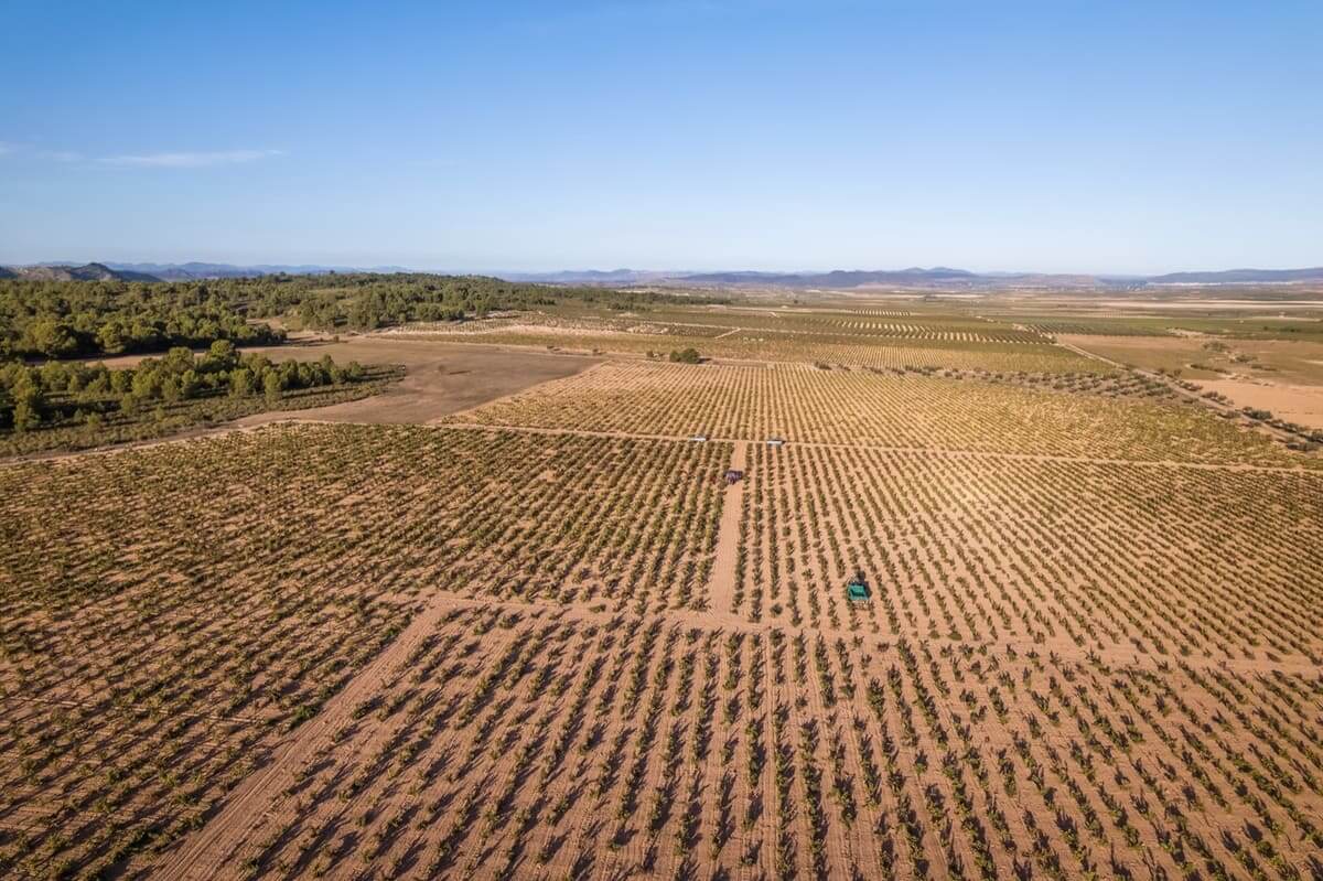 Baja produccion pero alta calidad en vinos de Jumilla tras