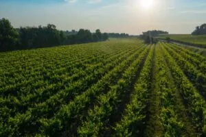 Bajas en producción de vino Lugana pero precios al alza en 2024