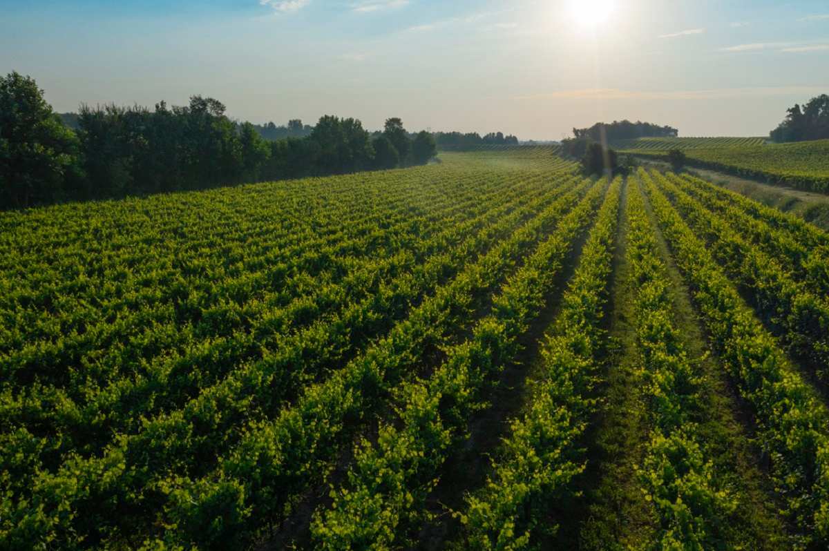 Bajas en producción de vino Lugana pero precios al alza en 2024 1 Bajas en produccion de vino Lugana pero precios al alza