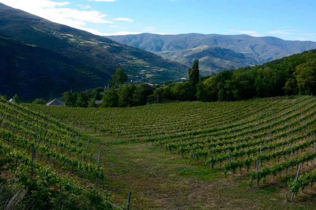 Viñedos Batlliu de Sort