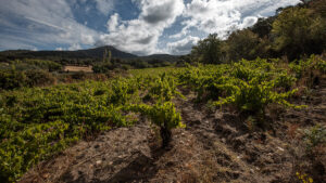 España pierde 57 bodegas en un año y marca mínimo desde 2008: el mapa completo por comunidades 13 Bodegas Canopy