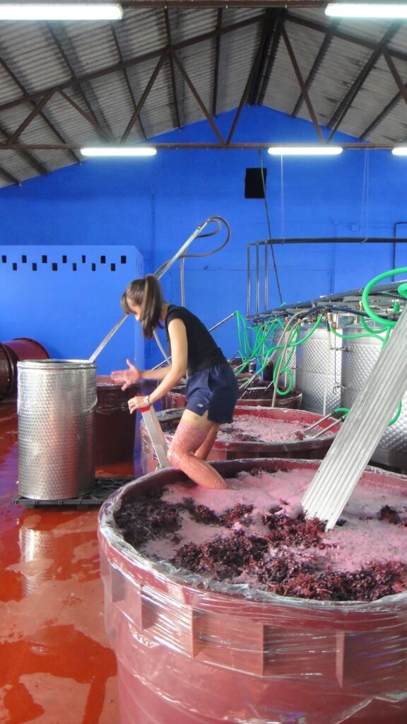 Canopy, la bodega que nació de una caminata entre viejas garnachas en Gredos 3 Bodegas Canopy 4