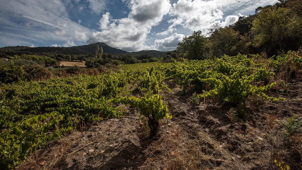 España pierde 57 bodegas en un año y marca mínimo desde 2008: el mapa completo por comunidades 1 Canopy, la bodega que nació de una caminata entre viejas garnachas en Gredos