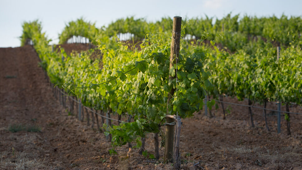 San Valentín con cata a ciegas, barricas y terroir: el plan que solo unos pocos vivirán 2 Bodegas Carmelo Rodero 4