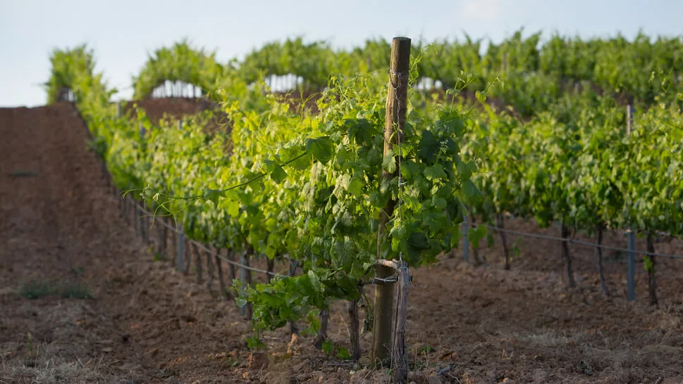 Bodegas Carmelo Rodero 4