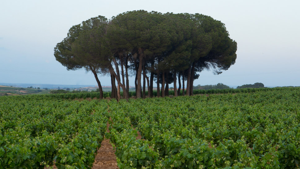 San Valentín con cata a ciegas, barricas y terroir: el plan que solo unos pocos vivirán 5 Bodegas Carmelo Rodero