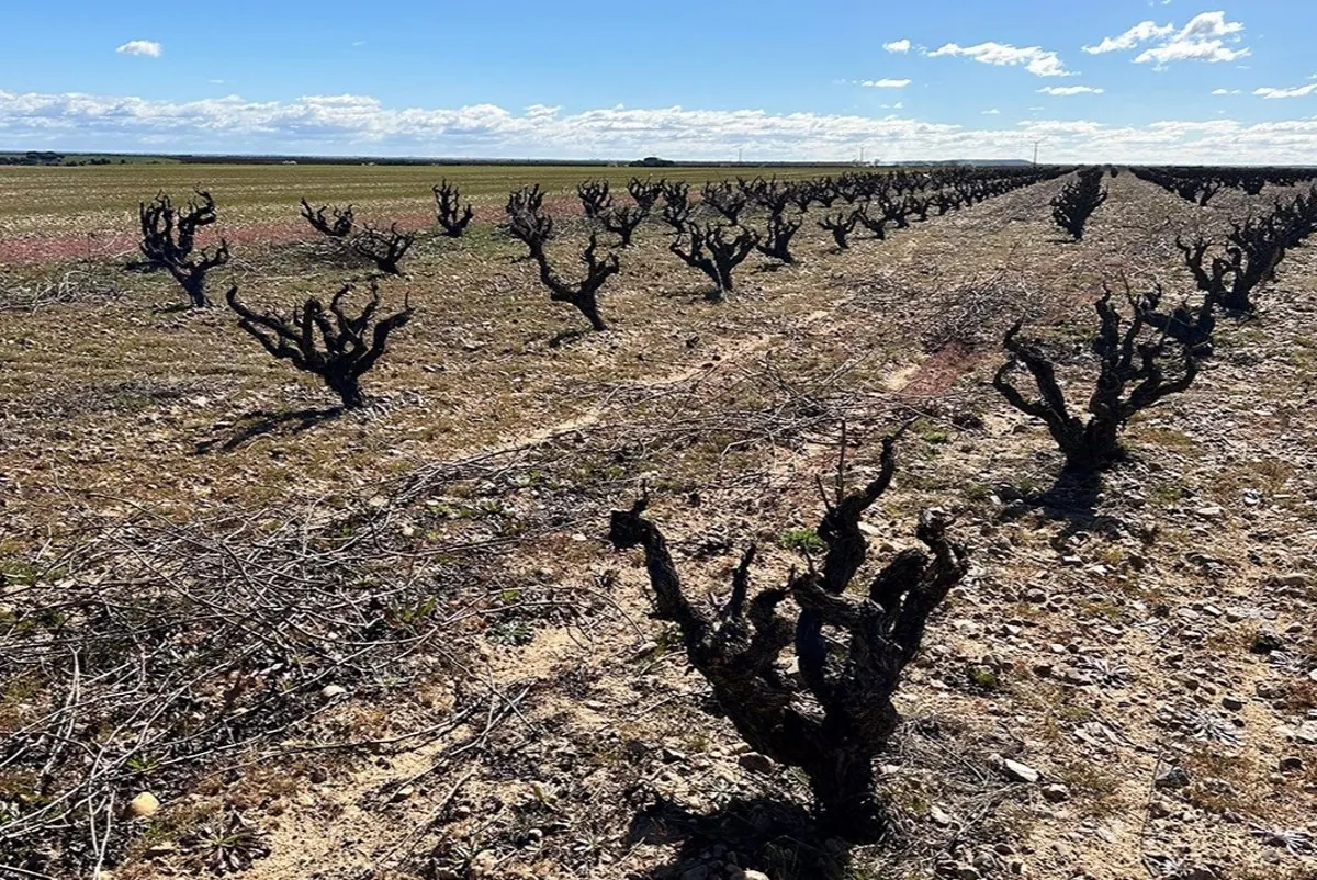 Bodegas españolas impulsan tecnología para mejorar resistencia de viñedos internacionales 1 Bodegas españolas impulsan tecnología para mejorar resistencia de viñedos internacionales