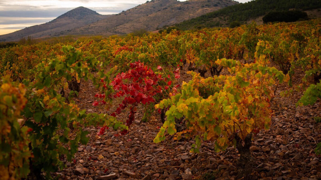 Bolloncillos en Otono Bodegas Ainzon