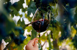 Suiza reduce un 6% la compra de vino en 2026 y castiga especialmente al producto envasado 8 Bordeaux experimenta con nuevas variedades de uvas sin perder su