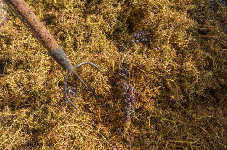 Brunello 2020 y 2019 Riserva destacan por calidad y diversidad