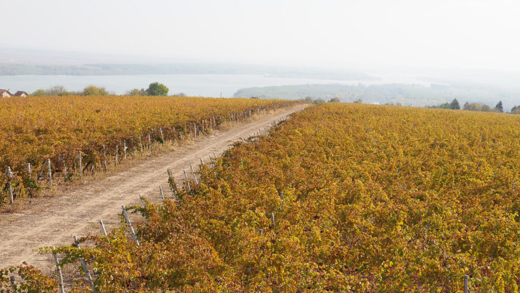 Burgozone la bodega bulgara que revoluciona el mercado del vino