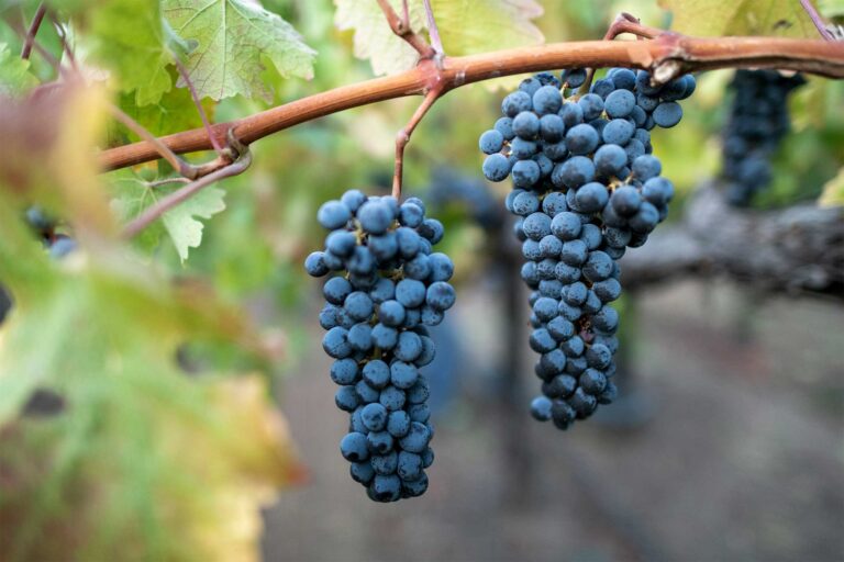 El fascinante mundo del Cabernet Sauvignon: una uva de renombre mundial 39 Cabernet Sauvignon