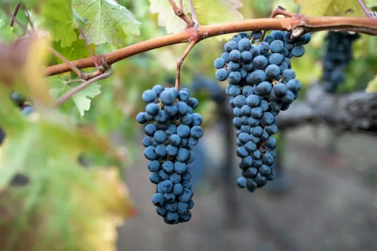 Cabernet Sauvignon