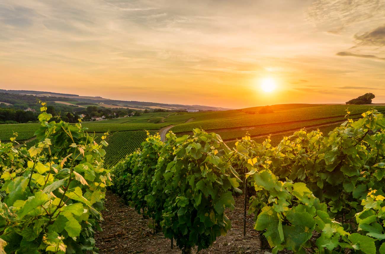 El futuro del vino en España: 9,78 millones de hectolitros consumidos en 2024 1 Caen las ventas de Champagne a minimos historicos en medio