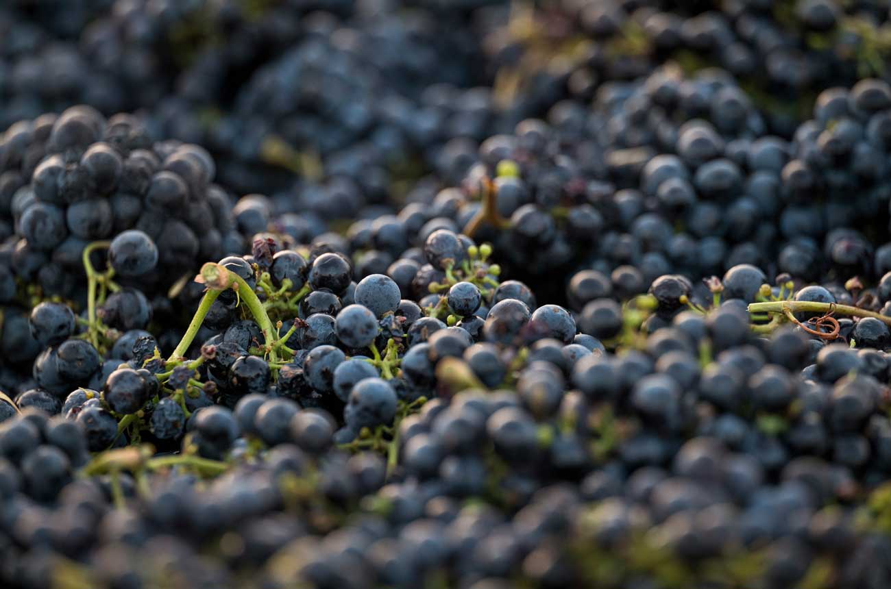 California propone eliminar 20 mil hectáreas de viñedos ante exceso de oferta 1 California propone eliminar 20 mil hectareas de vinedos ante