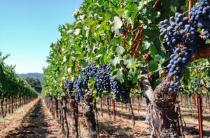 California sufre la cosecha de uva más baja desde 2004 en 2024 12 California sufre la cosecha de uva mas baja desde 2004