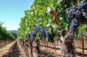 California sufre la cosecha de uva más baja desde 2004 en 2024