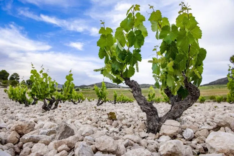 Casa Castillo Pie Franco 2022, el mejor vino de Jumilla y Mediterráneo