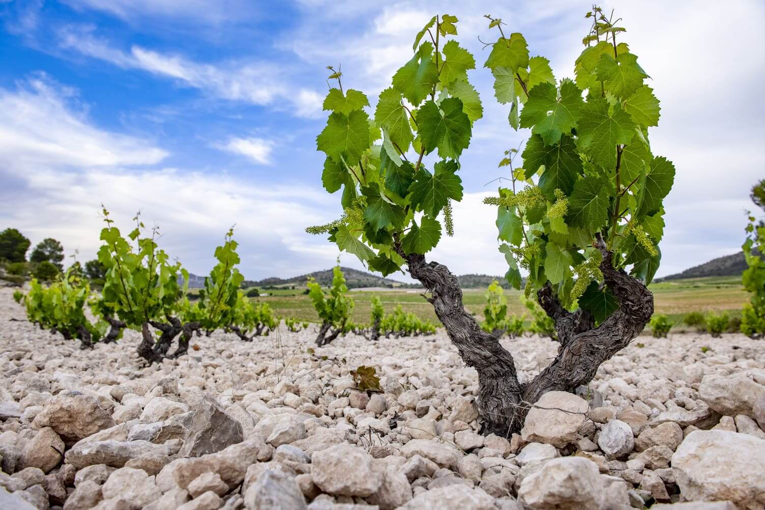 Casa Castillo Pie Franco 2022, el mejor vino de Jumilla y Mediterráneo 1 Casa Castillo Pie Franco 2022 el mejor vino de Jumilla