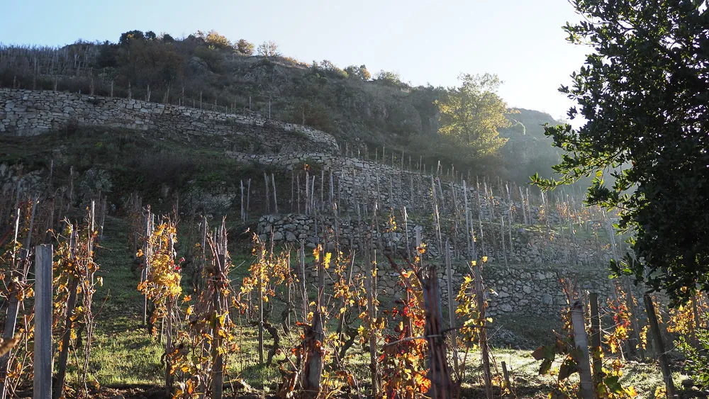 Chapoutier impulsa la viticultura biodinámica en Crozes-Hermitage con innovación 1 Chapoutier impulsa la viticultura biodinámica en Crozes-Hermitage con innovación