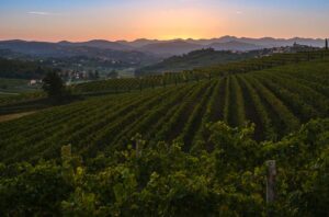Collio integra vinos naranja en sus especificaciones de produccion por