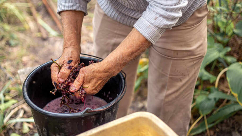 Como se hace el vino: las fases invisibles desde la uva hasta la copa 1 Como se hace el vino