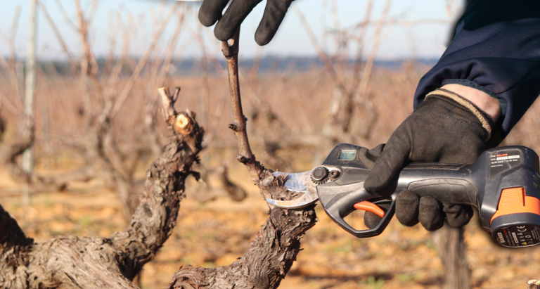 La industria del vino en Reino Unido apuesta por el segmento premium ante sus elevados costes 3 Concurso de poda en vinedos del Condado de Huelva en