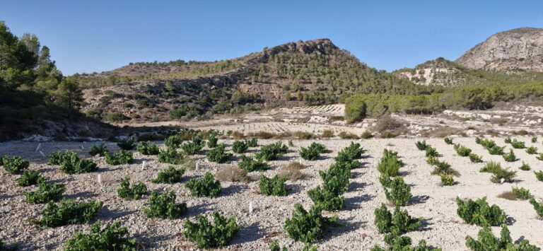 Cosecha de uva en Alicante en 2024 es la más baja en años 32 Cosecha de uva en Alicante en 2024 es la mas