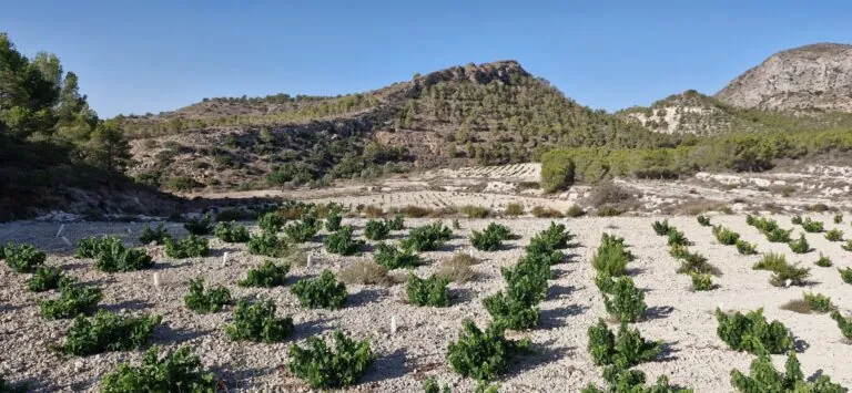 Cosecha de uva en Alicante en 2024 es la más baja en años