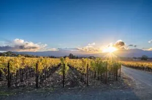 Crean red global de bodegas para mejorar la viticultura y el turismo