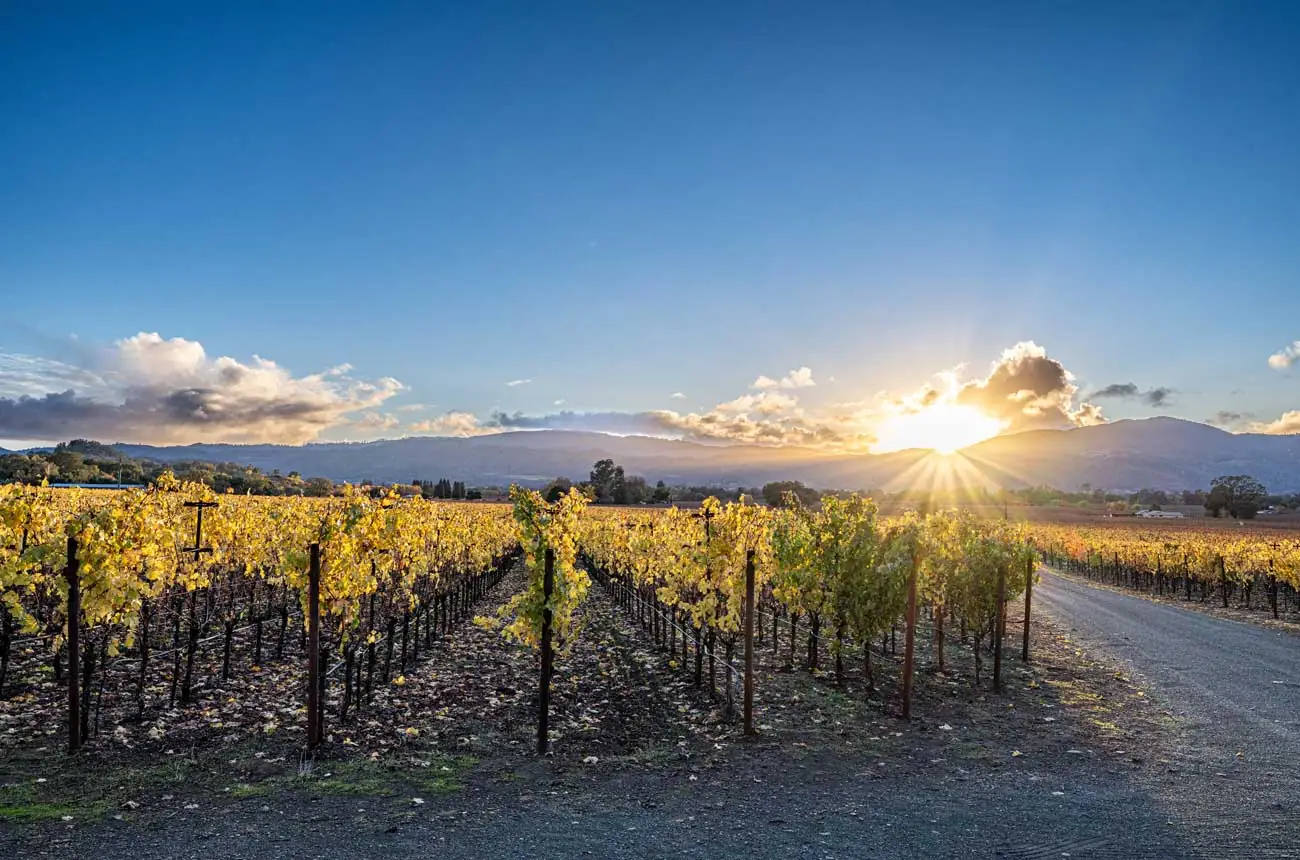 Crean red global de bodegas para mejorar la viticultura y el turismo 1 Crean red global de bodegas para mejorar la viticultura y el turismo