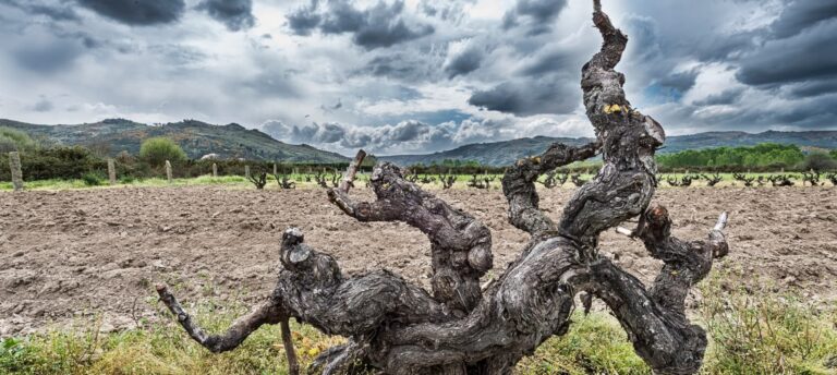 D.O. Monterrei arrasa en la Barcelona Wine Week