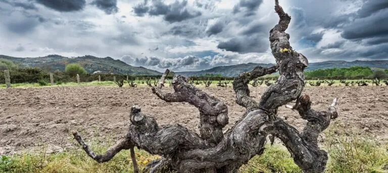 D.O. Monterrei arrasa en la Barcelona Wine Week: sus vinos darán que hablar