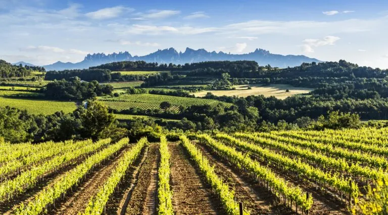 DO Penedès