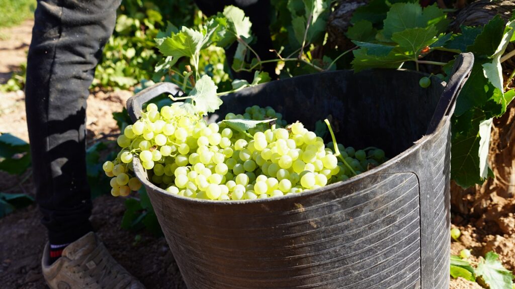 El calor adelanta la vendimia de 2026 y las bodegas solicitan personal urgente: solo Galicia necesita hasta 7.000 trabajadores 1 DO La Mancha cierra su vendimia 2025 con una reducción significativa de la producción.