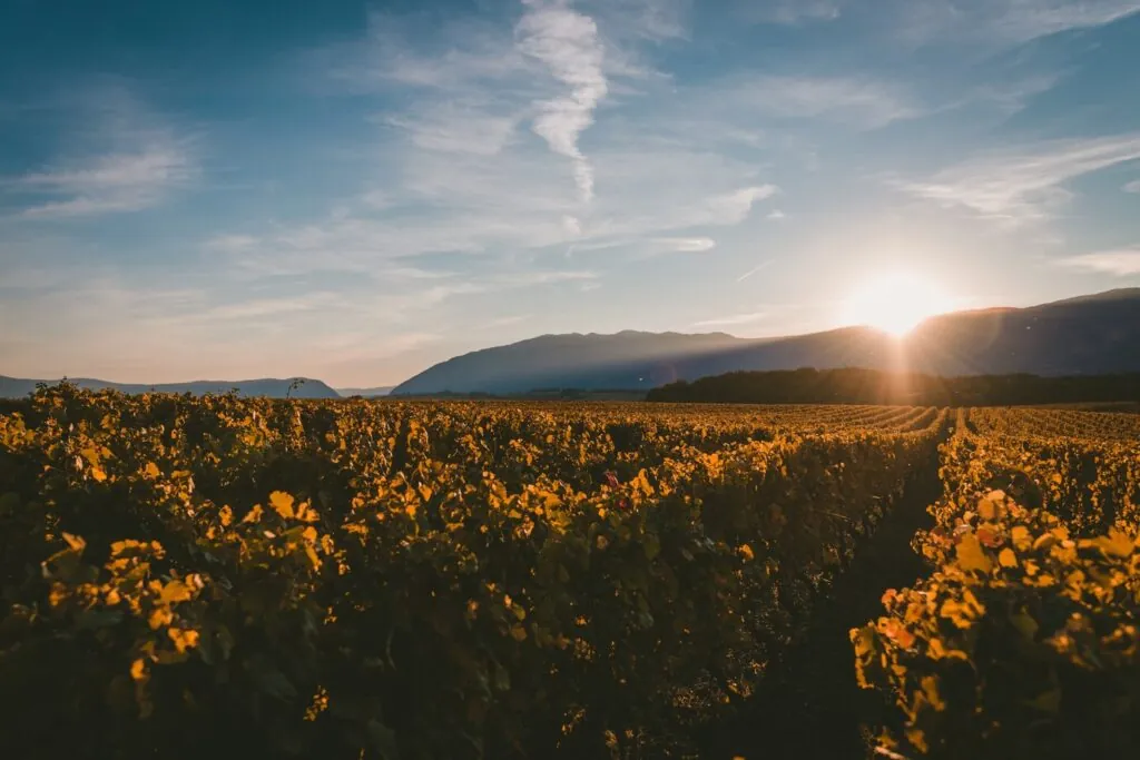 De dónde es el vino Ribera del Duero: el origen de uno de los mejores vinos de España 3 De donde es el vino Ribera del Duero 1