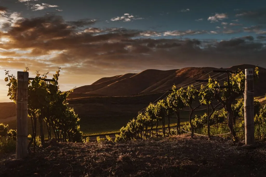 De dónde es el vino Ribera del Duero: el origen de uno de los mejores vinos de España 2 De donde es el vino Ribera del Duero 2